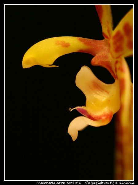 Phalaenopsis cornu-cervi 82986742