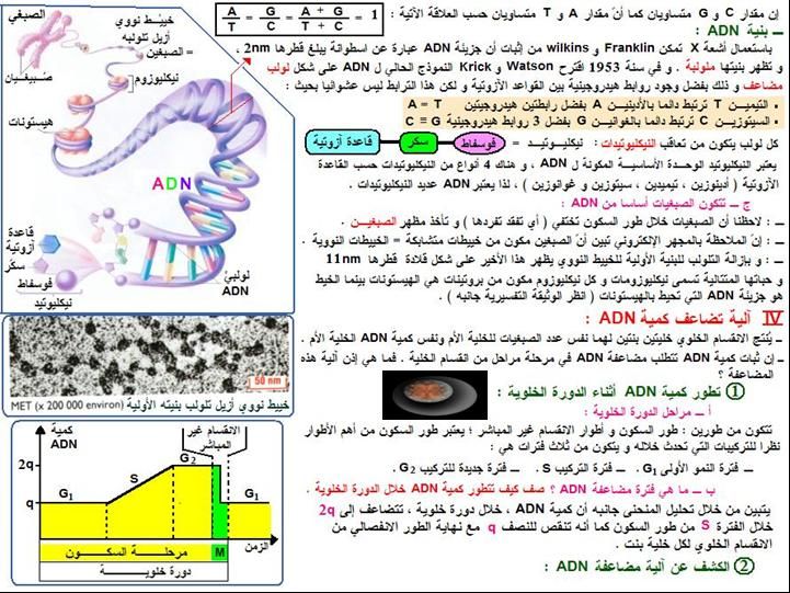 الخبر الوراثي : دروس  3année sc V&T 26678988