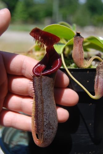 Nepenthes lowii 40720430_m