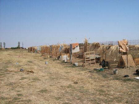 Le refuge de Lénuta (Roumanie) : Un pays, des animaux maltraités, une femme à aider, un combat permanent.... 46836201_p