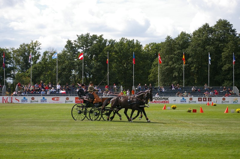 championnat du monde d'attelage à deux chevaux 16834993