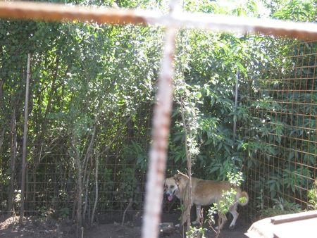 Le refuge de Lénuta (Roumanie) : Un pays, des animaux maltraités, une femme à aider, un combat permanent.... 46896552_p