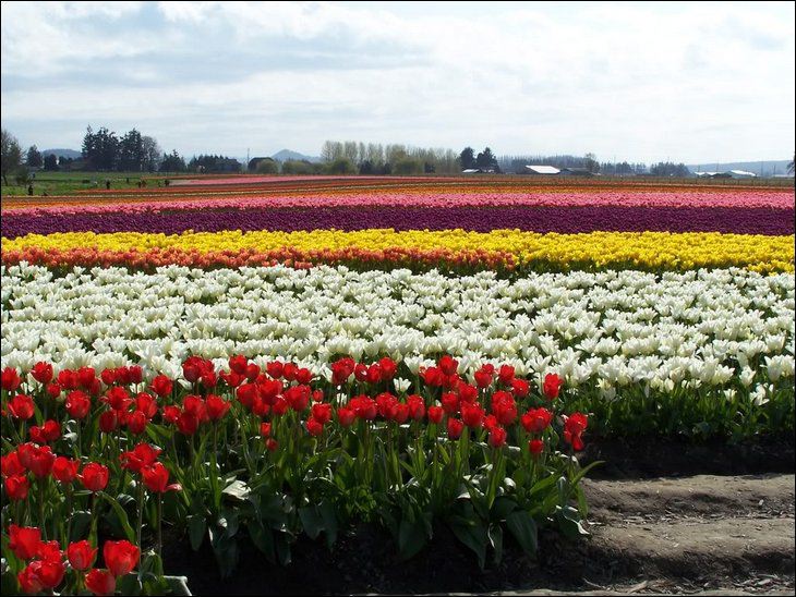 موسم حصاد زهور التوليب في هولندا 12