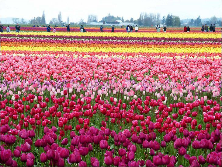 موسم حصاد زهور التوليب في هولندا 14