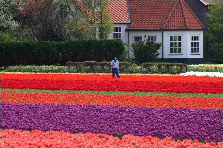 موسم حصاد زهور التوليب في هولندا 20
