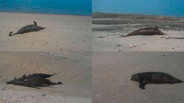 NIBIRU, ULTIMAS NOTICIAS Y TEMAS RELACIONADOS (PARTE 20) - Página 36 55-dolphins-dead-mexico-june-2015