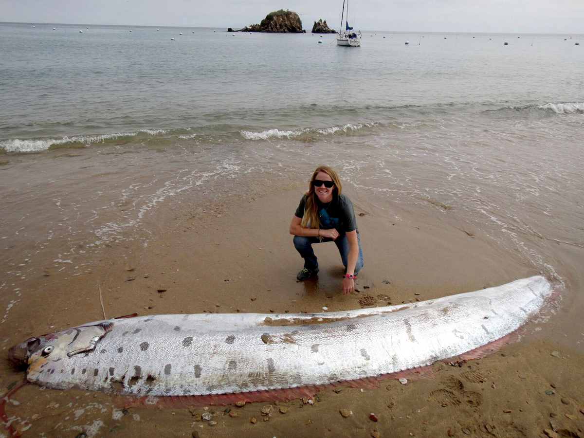 NIBIRU, ULTIMAS NOTICIAS Y TEMAS RELACIONADOS (PARTE 20) - Página 31 Oarfish-catalina-island-june-2015-2