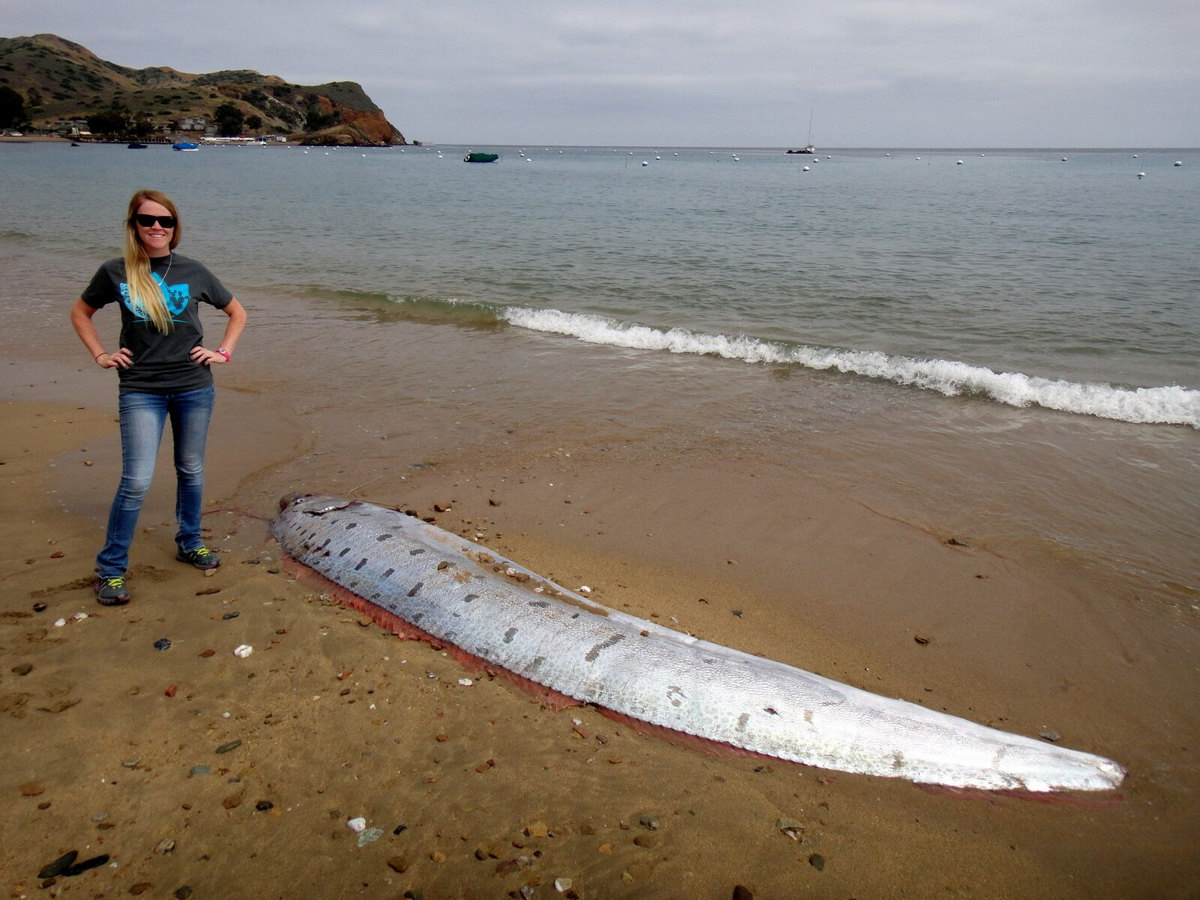 NIBIRU, ULTIMAS NOTICIAS Y TEMAS RELACIONADOS (PARTE 20) - Página 31 Oarfish-catalina-island-june-2015-4