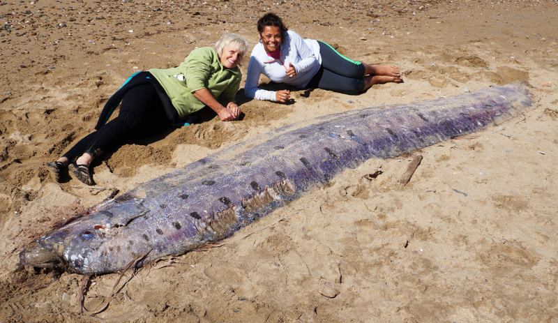 NIBIRU, ULTIMAS NOTICIAS Y TEMAS RELACIONADOS (PARTE 20) - Página 31 Oarfish-catalina-island-june-2015-5