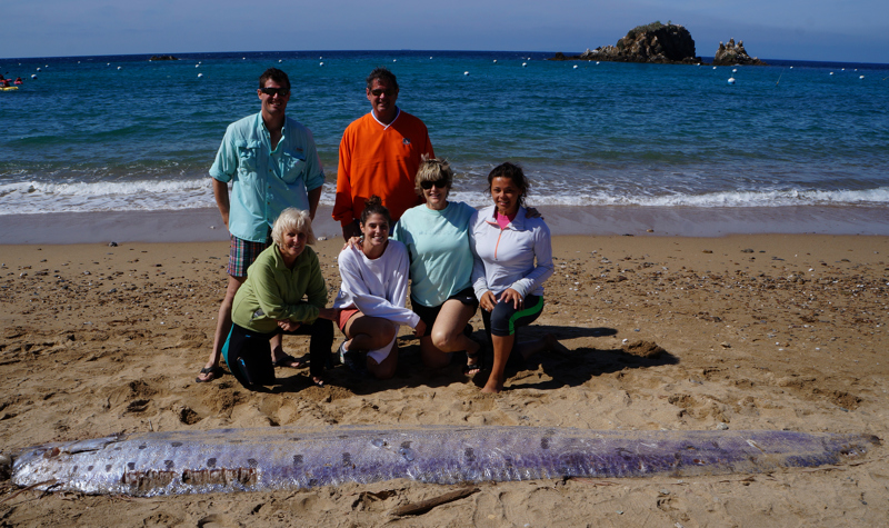 NIBIRU, ULTIMAS NOTICIAS Y TEMAS RELACIONADOS (PARTE 20) - Página 31 Oarfish-catalina-island-june-2015-6