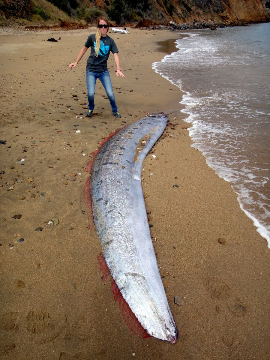 NIBIRU, ULTIMAS NOTICIAS Y TEMAS RELACIONADOS (PARTE 20) - Página 31 Oarfish-catalina-island-june-2015