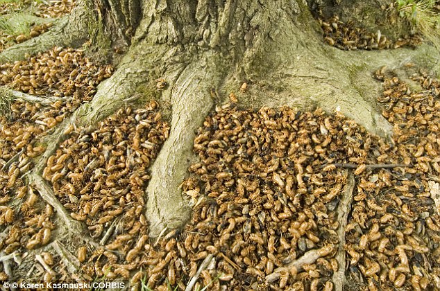 Billions of cicadas prepare to invade Virginia, Maryland, New York, Ohio, Pennsylvania, and West Virginia Cicada-invasion-2016-brood-V-1