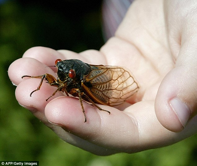 Billions of cicadas prepare to invade Virginia, Maryland, New York, Ohio, Pennsylvania, and West Virginia Cicada-invasion-2016-brood-V