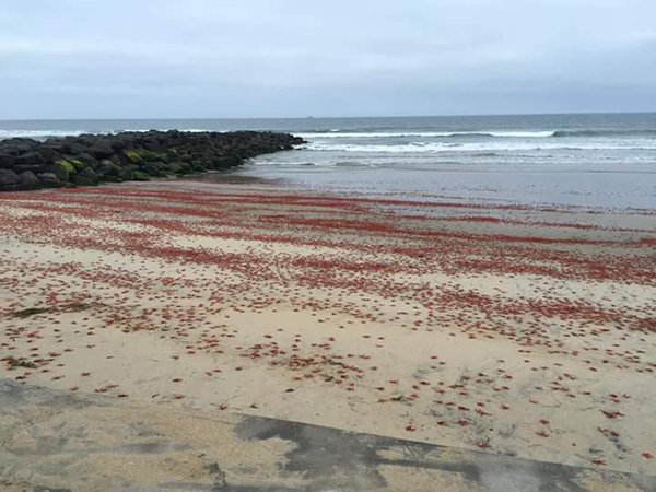 NIBIRU, ULTIMAS NOTICIAS Y TEMAS RELACIONADOS (PARTE 24) - Página 8 Tuna-crab-imperial-beach-california