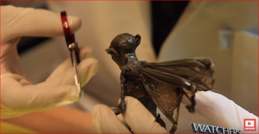 Strange winged creature in Mexico: Fairy ? Alien? or Locust  Mysterious-fairy-mexico-1