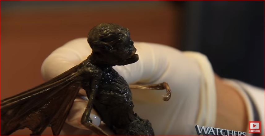 Strange winged creature in Mexico: Fairy ? Alien? or Locust  Mysterious-fairy-mexico-3