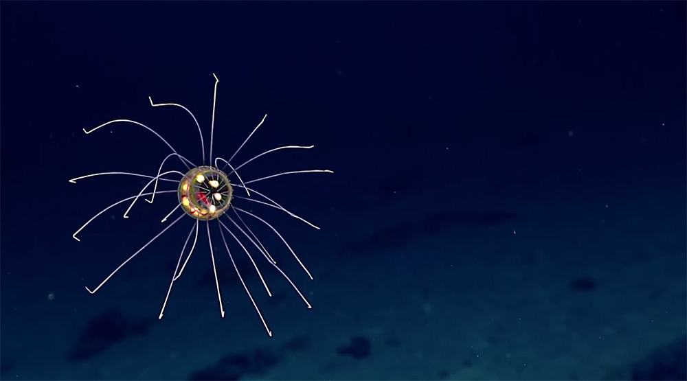 New species of surreal jellyfish discovered in Enigma Seamount New-jellyfish-mariana-trench