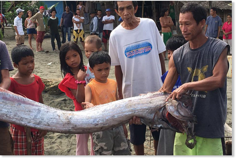 Oarfish washes up before deadly M6.5 earthquake in the Philippines. Can animals predict earthquakes? Oarfish-philippines-earthquake-1