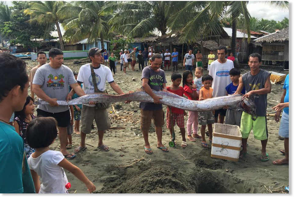 Oarfish washes up before deadly M6.5 earthquake in the Philippines. Can animals predict earthquakes? Oarfish-philippins-earthquake