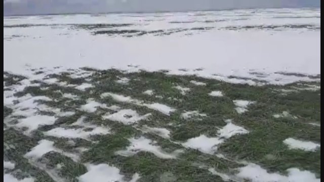 Thousands of dead cattle in Colorado after extreme snowstorm of last weekend Damaged-wheat-crops-colorado-storm