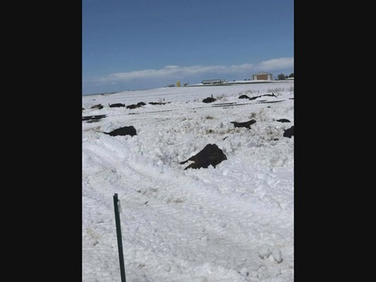 Thousands of dead cattle in Colorado after extreme snowstorm of last weekend Dead-cattle-colorado-storm