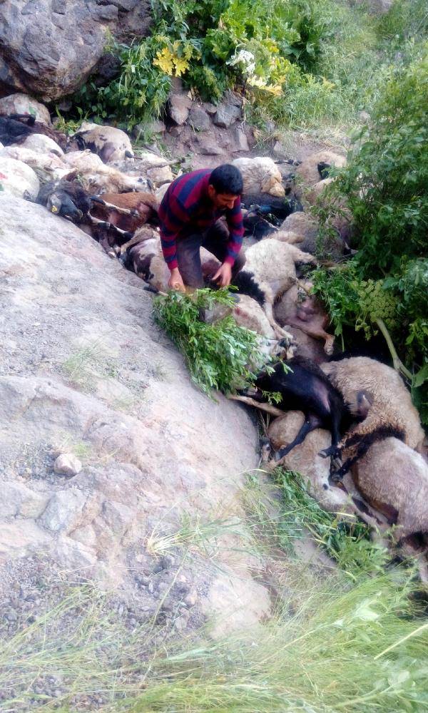 80 sheep commit suicide in Turkey 80-sheep-suicide-turkey-1