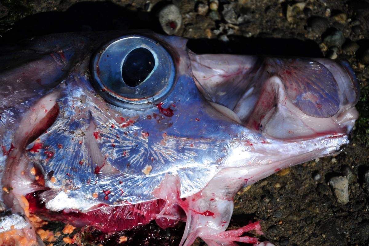 Is Cascadia next? Rare oarfish found dead in British Colombia and off Los Angeles Dead-oarfish-cascadia-3