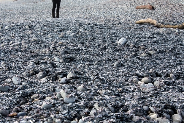 NIBIRU, ULTIMAS NOTICIAS Y TEMAS RELACIONADOS (PARTE 33) - Página 10 Tens-of-thousands-of-jellyfish-like-Velella-wash-ashore-dead-on-beaches-in-coastal-Greymouth-New-Zealand
