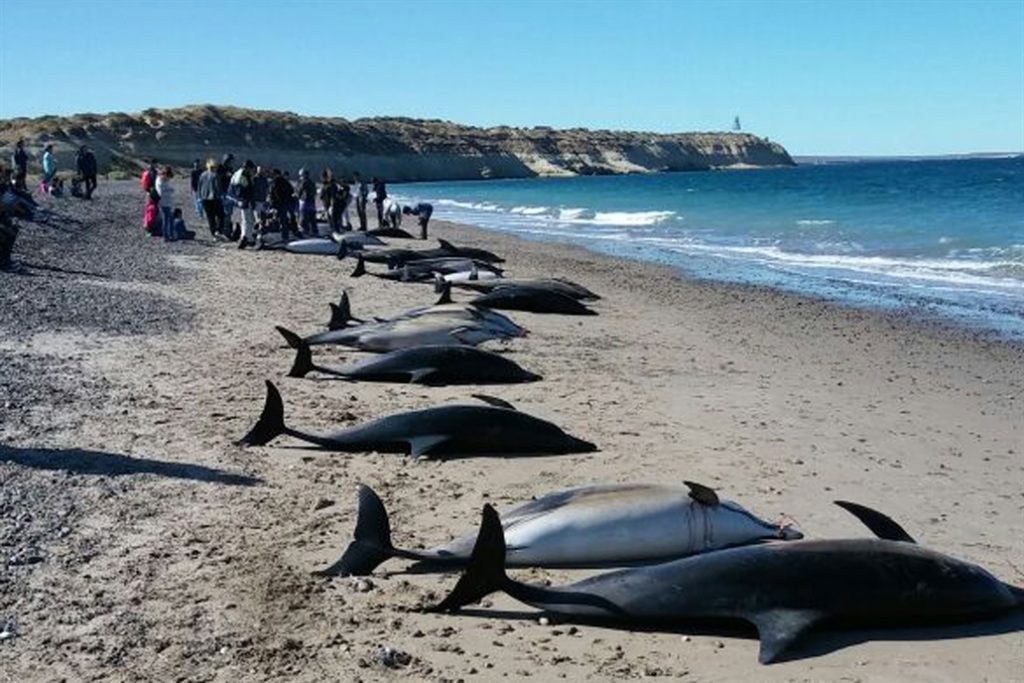 NIBIRU, ULTIMAS NOTICIAS Y TEMAS RELACIONADOS (PARTE 35) - Página 4 61-dolphins-stranding-argentina-puerto-Madryn-1024x683