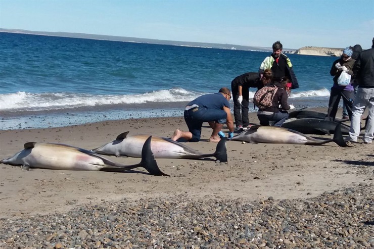 NIBIRU, ULTIMAS NOTICIAS Y TEMAS RELACIONADOS (PARTE 35) - Página 4 61-dolphins-stranding-argentina-puerto-Madryn-2