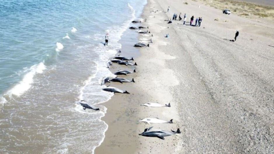 NIBIRU, ULTIMAS NOTICIAS Y TEMAS RELACIONADOS (PARTE 35) - Página 4 61-dolphins-stranding-argentina-puerto-Madryn-4