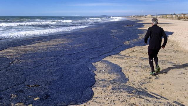 Billions of purple jellyfish-like creatures wash up on beach in Palavas-les-Flots, south of France  Billions-of-purple-jellyfish-like-creatures-wash-up-france-2