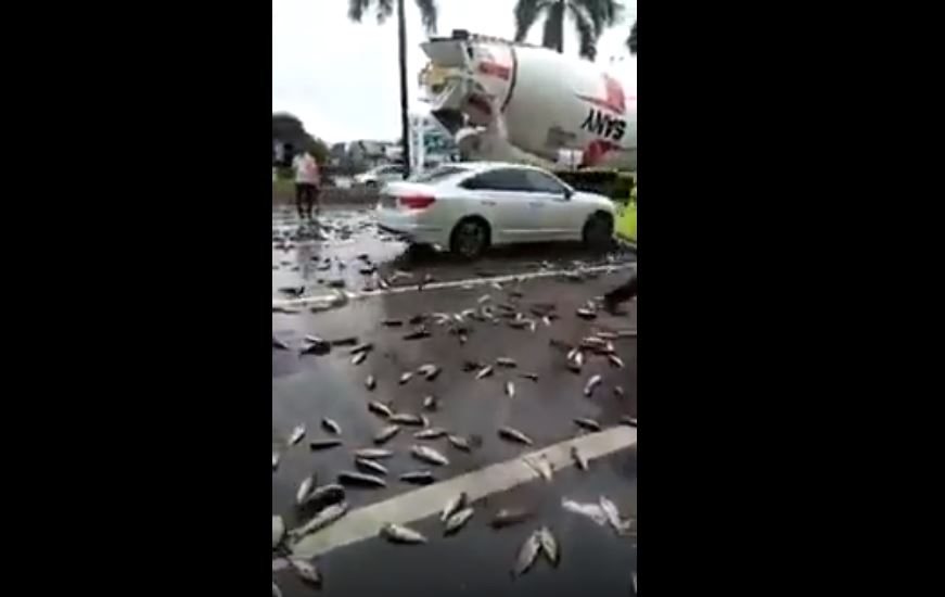 Fish fall from the sky in Iran, China and India  Fish-fall-from-sky-may-2018