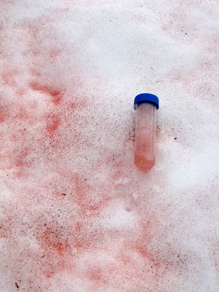 Mysterious microbes turn polar ice pink all around the world Pink-snow-greenland-2
