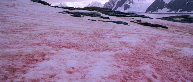 Mysterious microbes turn polar ice pink all around the world Pink-snow-greenland-3
