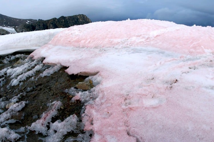 Mysterious microbes turn polar ice pink all around the world Pink-snow-greenland