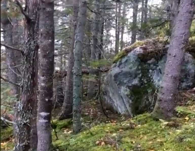 The ground looks like it's breathing in Quebec Forest Breathing-ground-quebec-video