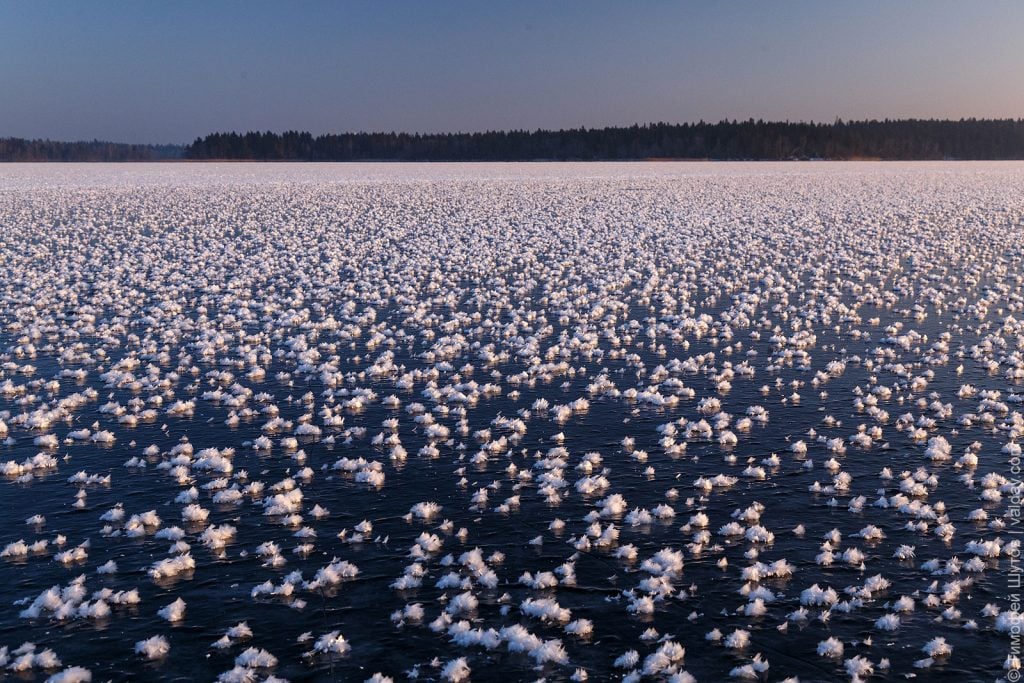Flowering lake phenomenon: ﻿Thousands of rare ‘ice flowers’  Ice-flowers-russia-1-1024x683