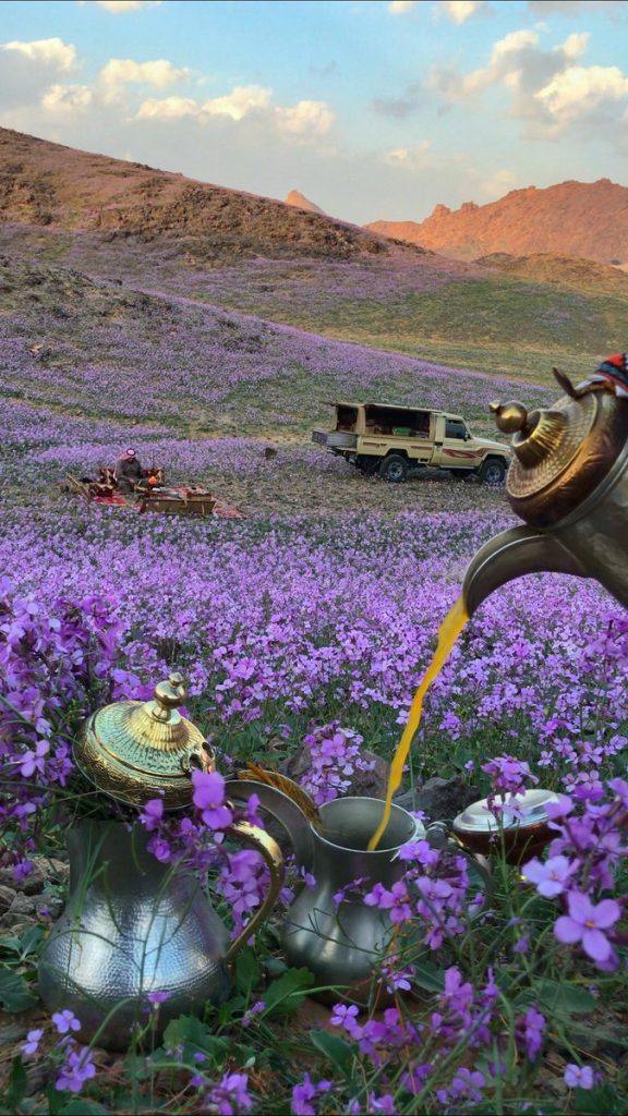 Desert turns purple after impressive desert bloom in arid Saudi Arabia  Desert-bloom-saudi-arabia-flowering-desert-2-576x1024