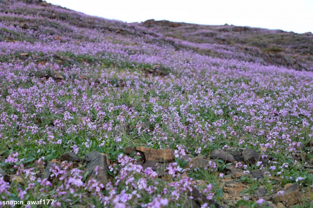 Desert turns purple after impressive desert bloom in arid Saudi Arabia  Desert-bloom-saudi-arabia-flowering-desert-3-1024x682