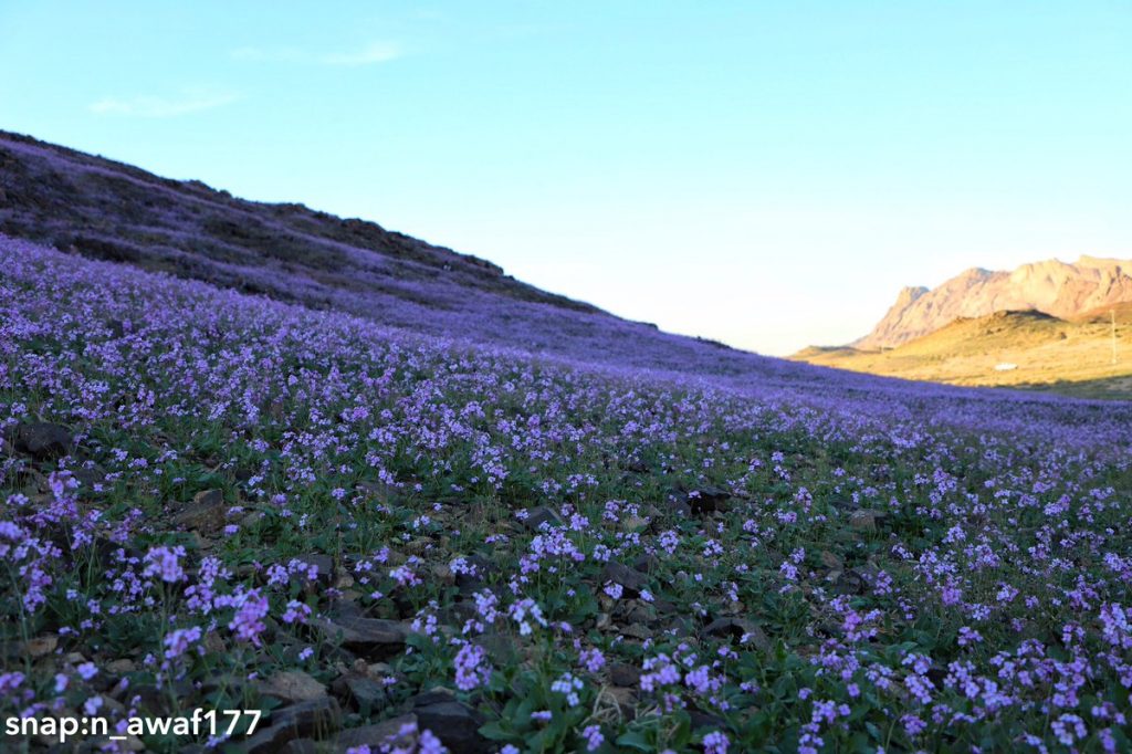 Desert turns purple after impressive desert bloom in arid Saudi Arabia  Desert-bloom-saudi-arabia-flowering-desert-4-1024x682