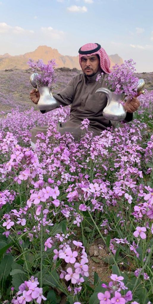 Desert turns purple after impressive desert bloom in arid Saudi Arabia  Desert-bloom-saudi-arabia-flowering-desert-515x1024