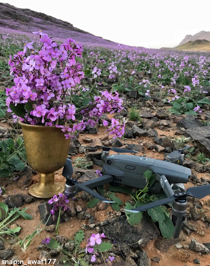 Desert turns purple after impressive desert bloom in arid Saudi Arabia  Desert-bloom-saudi-arabia-flowering-desert-6-807x1024