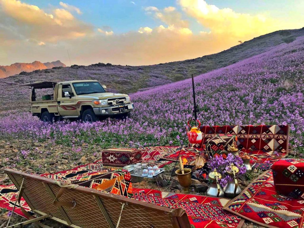 Desert turns purple after impressive desert bloom in arid Saudi Arabia  Desert-bloom-saudi-arabia-flowering-desert-7-1024x768