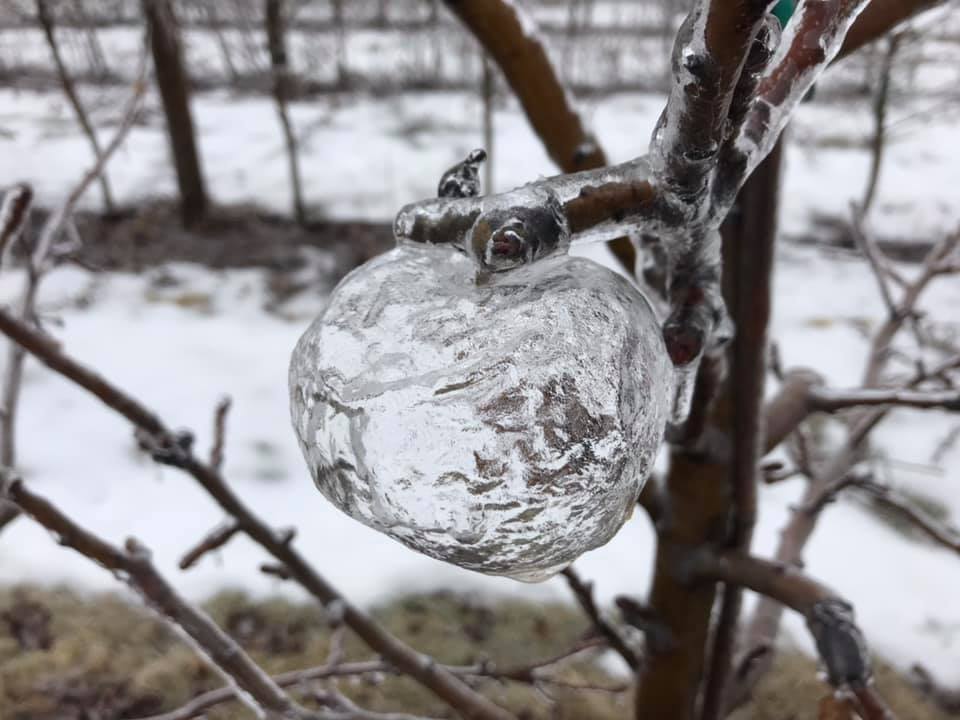 Nature is awesome! GHOST APPLES in Sparta, Michigan Ghost-apple-2