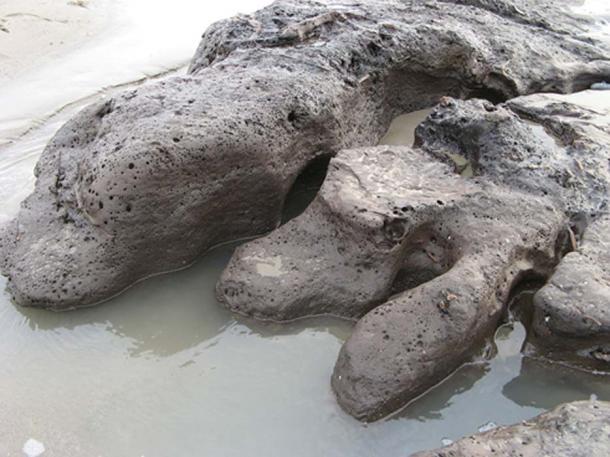 Storm Hannah unearths petrified prehistoric forest after thousands of years buried on a Welsh beach Wales-prehistoric-forest-beach-2