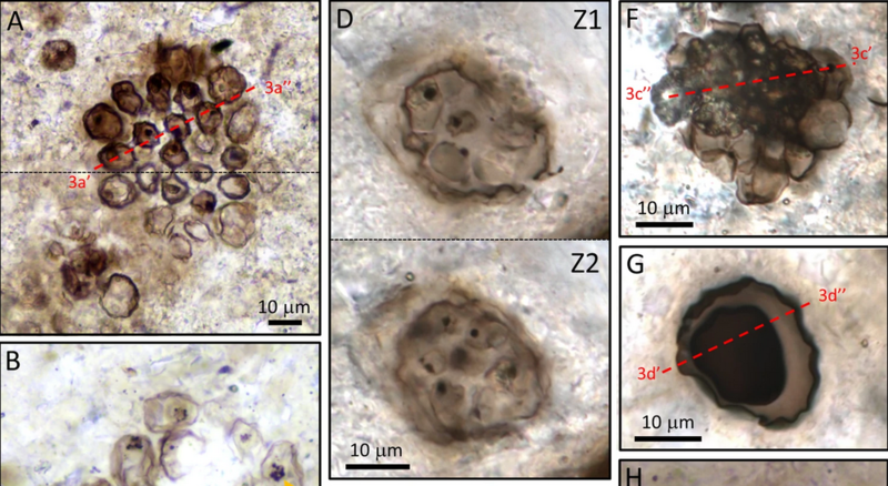 Exceptionally preserved 1-billion years old cells discovered in ancient Scottish Lake By 1-billion-year-old-cell-fossils-discovered