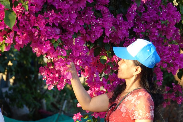"Độc nhất vô nhị" Quảng Ngãi: 'Cụ' bông giấy khổng lồ phủ hoa rực rỡ Quang-Ngai-doc-dao-cay-bong-giay-17-1550371631-width640height427