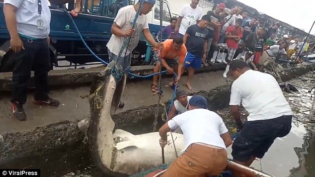 Thảm cảnh cá mập voi nặng 2 tấn chết, ngập trong rác Philippines-Keo-xac-ca-map-voi-nang-2-tan-phat-hien-dieu-dau-long-ca-voi-2-1534900565-width634height357