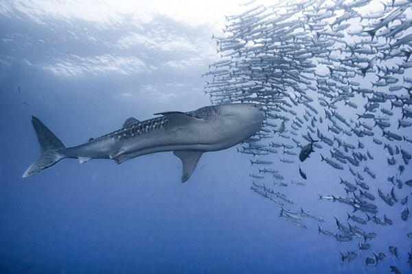 Kỳ thú cảnh thợ lặn “sắp" bị cá mập voi nuốt chửng Ky-thu-buc-anh-tho-lan-suyt-bi-ca-map-voi-nuot-chung-pri_74964016-1562658660-width600height400